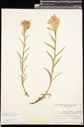 Image representing Castilleja hispida var. hispida.