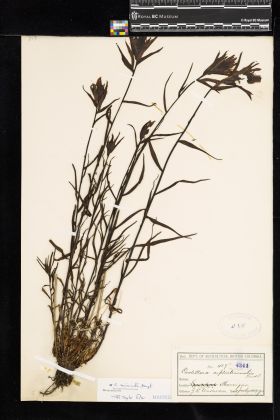 Image representing Castilleja miniata.