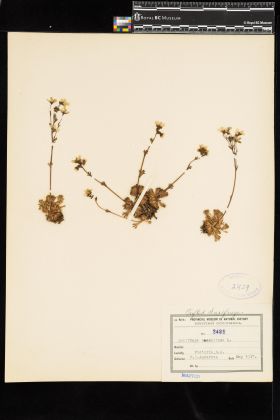 Image representing Saxifraga caespitosa.