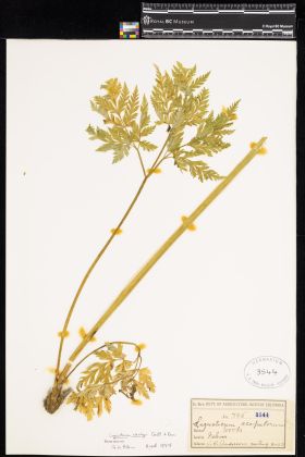 Image representing Ligusticum canbyi.