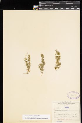 Image representing Cerastium arvense ssp. strictum.