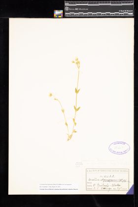 Image representing Cerastium beeringianum var. beeringianum.