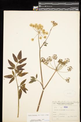 Image representing Cicuta douglasii.