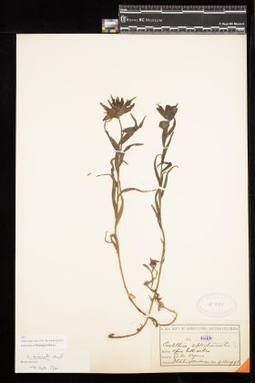 Image representing Castilleja miniata.