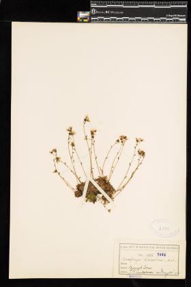 Image representing Saxifraga caespitosa.