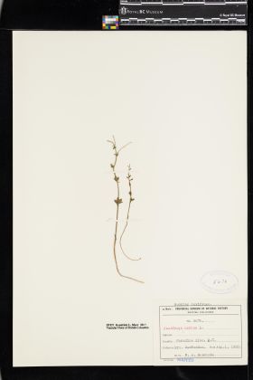 Image representing Saxifraga cernua.