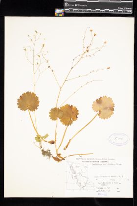 Image representing Saxifraga mertensiana.