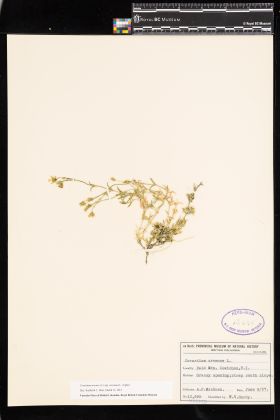 Image representing Cerastium arvense ssp. strictum.