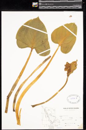 Image representing Calla palustris.