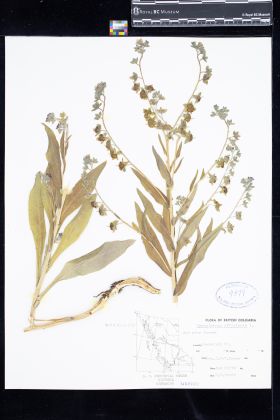 Image representing Cynoglossum officinale.