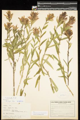 Image representing Castilleja miniata.