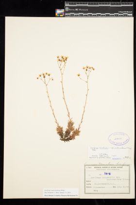 Image representing Saxifraga austromontana.