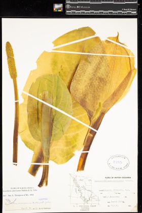 Image representing Lysichiton americanum.