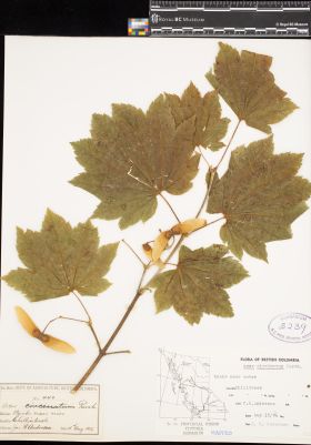 Image representing Acer circinatum.