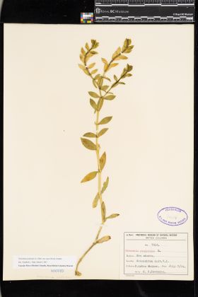 Image representing Honckenya peploides ssp. major.