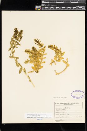 Image representing Honckenya peploides ssp. major.