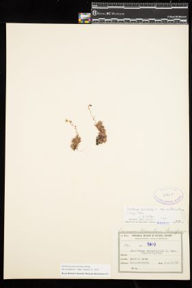 Image representing Saxifraga austromontana.