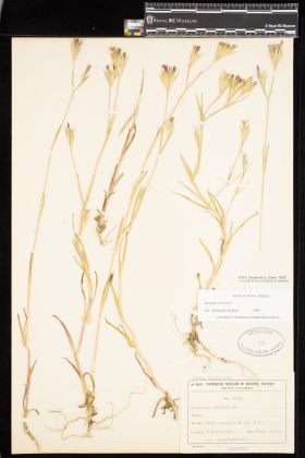 Image representing Dianthus armeria.