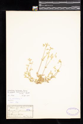 Image representing Cerastium fontanum ssp. vulgare.