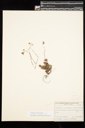 Image representing Saxifraga austromontana.