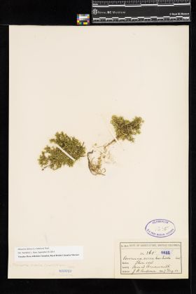 Image representing Minuartia biflora.