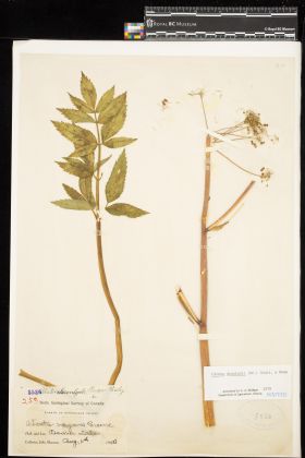 Image representing Cicuta douglasii.