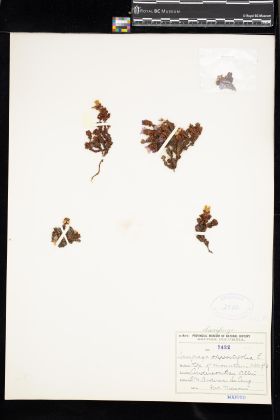 Image representing Saxifraga oppositifolia.