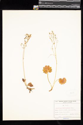 Image representing Saxifraga mertensiana.