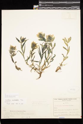 Image representing Castilleja occidentalis.