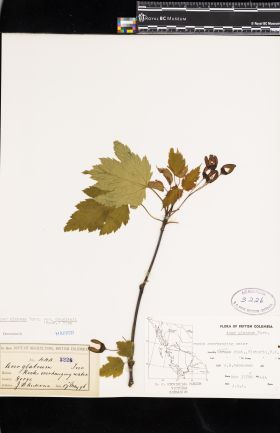 Image representing Acer glabrum var. douglasii.