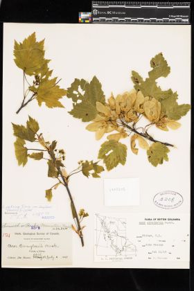 Image representing Acer glabrum var. douglasii.