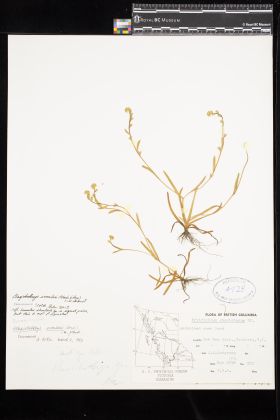 Image representing Plagiobothrys scouleri.