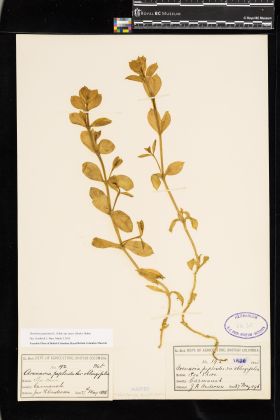 Image representing Honckenya peploides ssp. major.