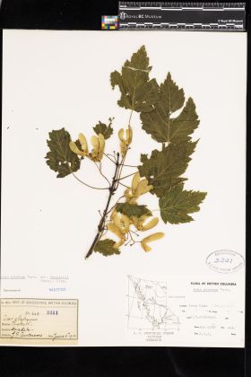 Image representing Acer glabrum var. douglasii.