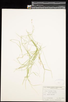 Image representing Carex disperma.