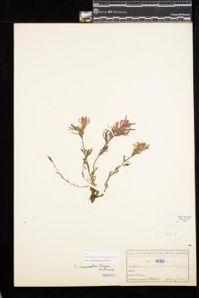 Image representing Castilleja rupicola.