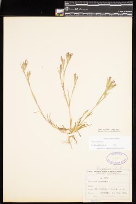 Image representing Dianthus armeria.