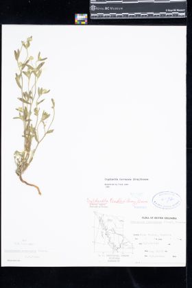 Image representing Silene noctiflora.