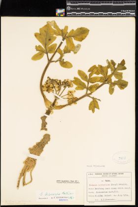 Image representing Glehnia leiocarpa.