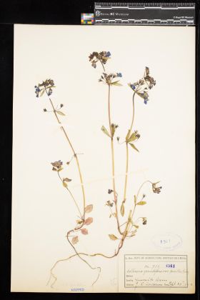 Image representing Collinsia grandiflora.