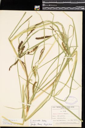 Image representing Carex exsiccata.