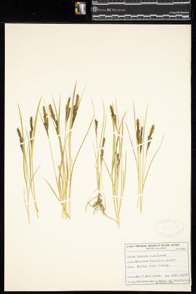 Image representing Carex hindsii.