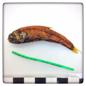 Image representing Diaphus theta.