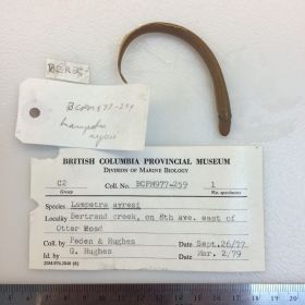 Image representing Lampetra ayresii.