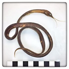 Image representing Avocettina infans.