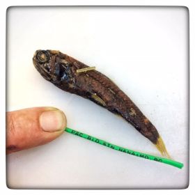 Image representing Diaphus theta.