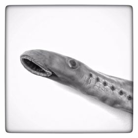 Image representing Entosphenus tridentatus.