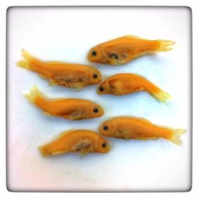 Image representing Pimephales promelas.