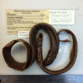 Image representing Entosphenus tridentatus.