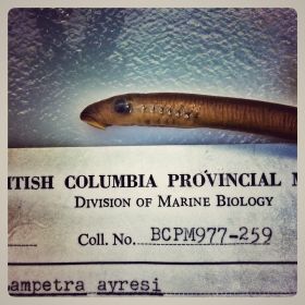 Image representing Lampetra ayresii.